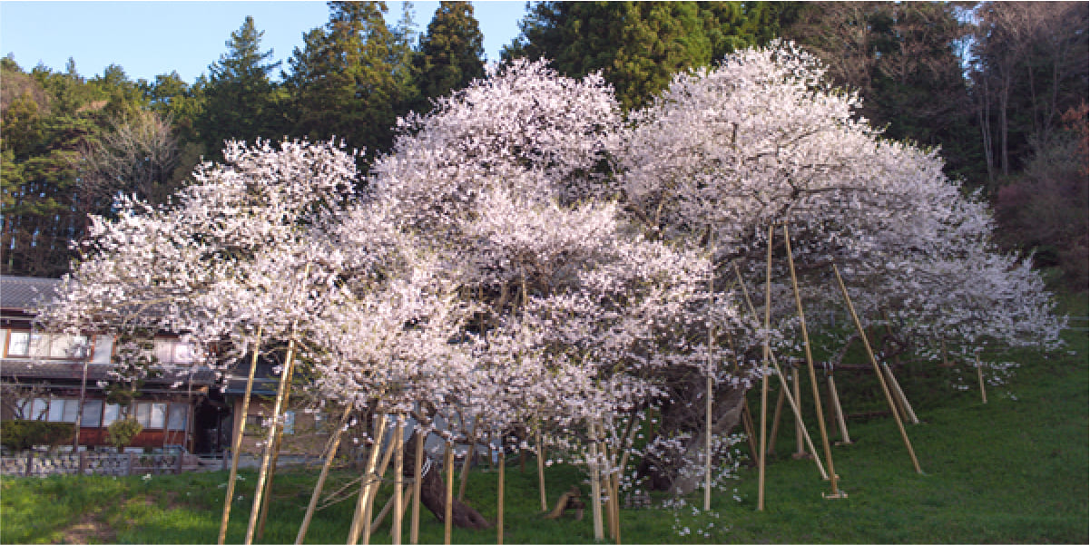 GARYU-ZAKURA